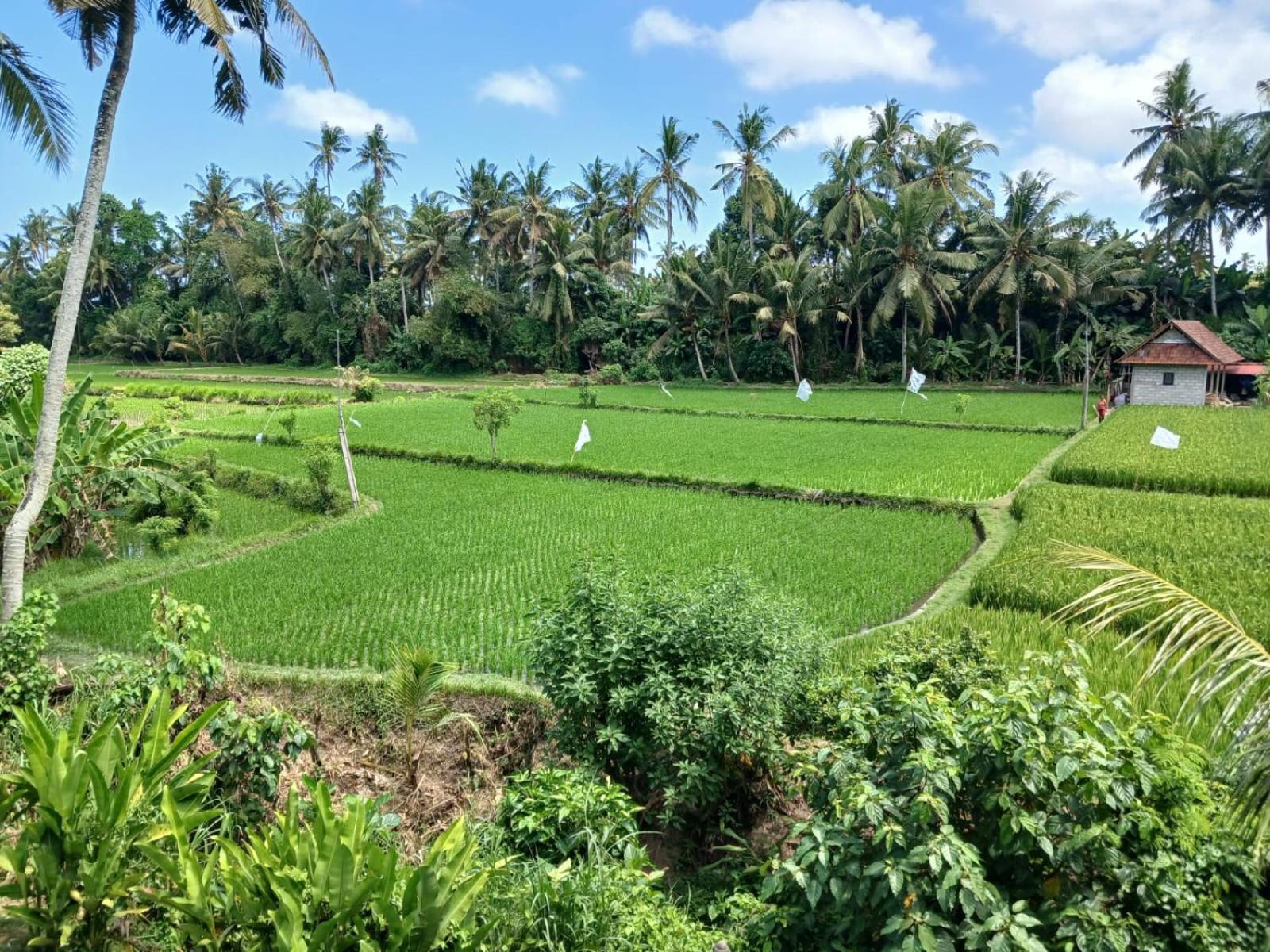 Sunset Pandawa Villa Ubud  Exterior photo